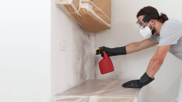 Professional Black Mold Remediation technician working in Pineville, PA
