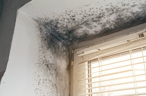 Affordable Black Mold Remediation solutions in Pineville, PA