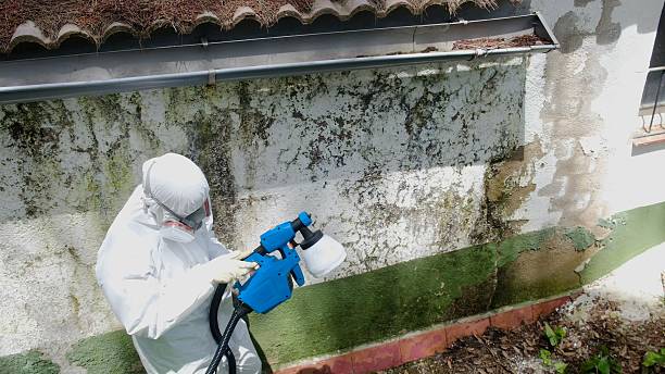 Top rated local Black Mold Remediation specialists in Pineville, PA